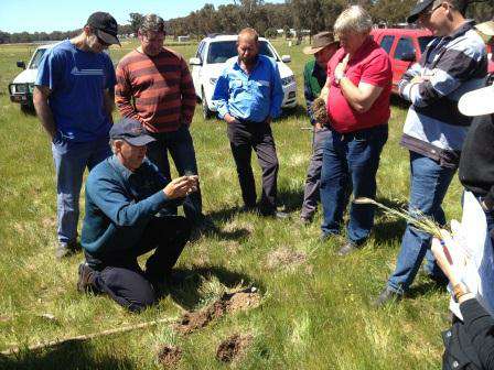Graytown and Costerfield farmers looking at ironstone nodules and root development in tight soil. Graytown and Costerfield farmers looking at ironstone nodules and root development in tight soil.